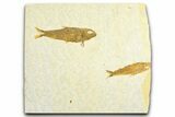 Limestone with Two Fossil Fish (Knightia) - Wyoming #360751-1